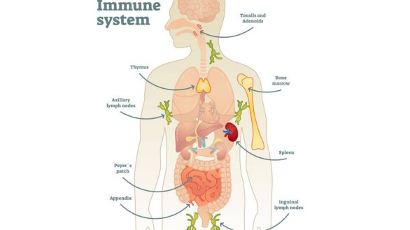 Immune-System